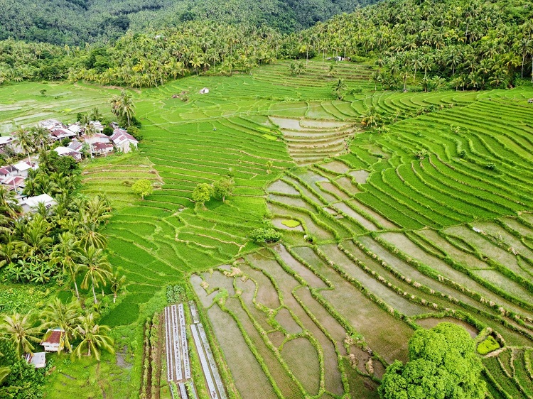 rice fields